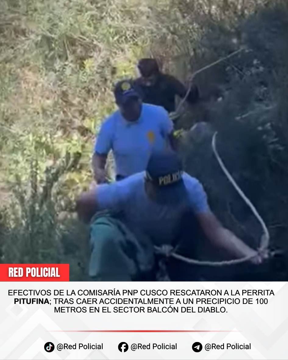 Imagen: Cusco: Rescate de can tras caída de 100 metros en Sacsayhuamán 
